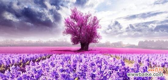 薰衣草花语是什么意思?如何用在浪漫场合表达爱意?