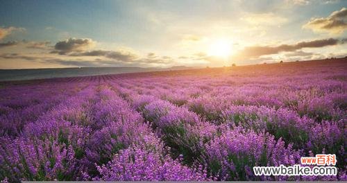 薰衣草花语是什么意思?如何用在浪漫场合表达爱意?