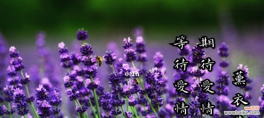 薰衣草花语代表什么？适合送给哪些人？