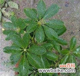 鸭掌木的寓意和象征是什么?如何正确养护?