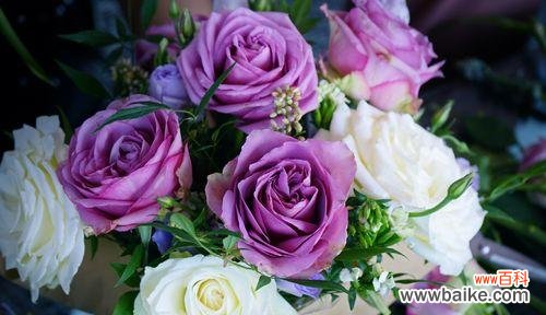 洋甘菊代表什么情感？花语背后的含义是什么？