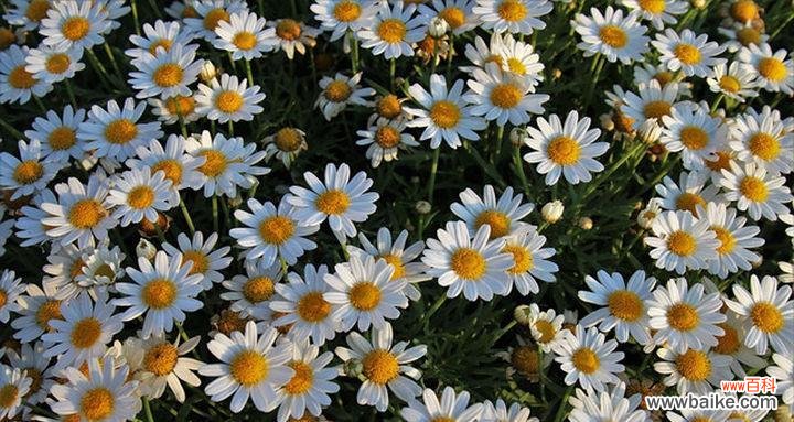 洋甘菊的花语和寓意是什么？如何用在日常生活中？