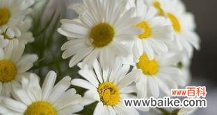 洋甘菊花语是什么意思？洋甘菊的寓意有哪些？