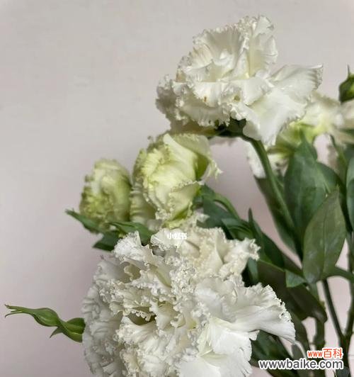 洋桔梗花语寓意是什么？如何表达爱意？