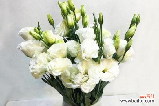 洋桔梗花语是什么?如何挑选寓意美好的洋桔梗花束?