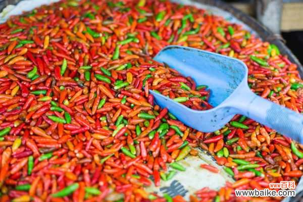 辣椒育苗需多少天出芽，怎么浇水和施肥