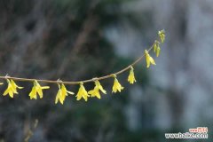 连翘盆景的制作与养护方法