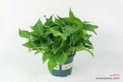 “板栗”扔水里泡一泡，7天长芽，30天出苗，长成盆栽比绿萝还