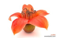 怎样培养木棉盆景