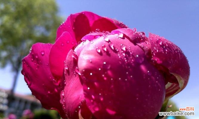 寓意深刻,别有风情 芍药花语解读