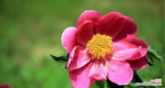 寓意深刻，别有风情 芍药花语解读