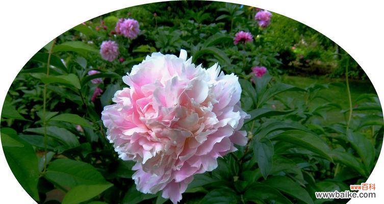 寓意深刻,别有风情 芍药花语解读