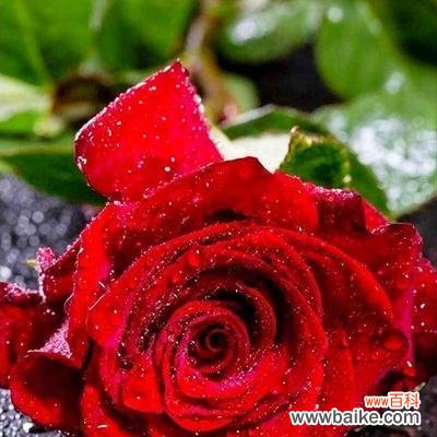 向爱情表达浓浓情意 红色玫瑰花的花语含义