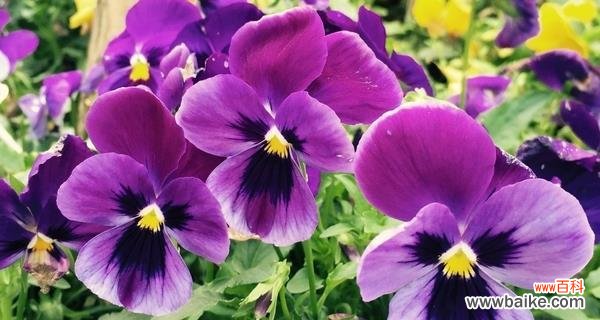 探寻花语中的美丽与象征 蝴蝶花的花语