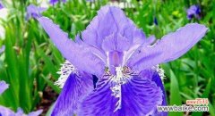 探寻花语中的美丽与象征 蝴蝶花的花语