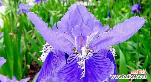 探寻花语中的美丽与象征 蝴蝶花的花语