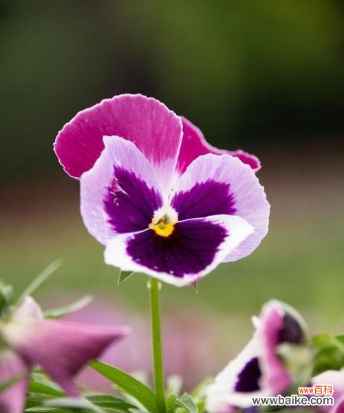 探寻花语中的美丽与象征 蝴蝶花的花语