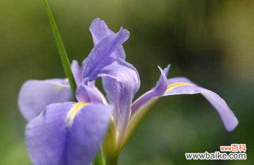 探究兰花的文化内涵 兰花的花语和寓意