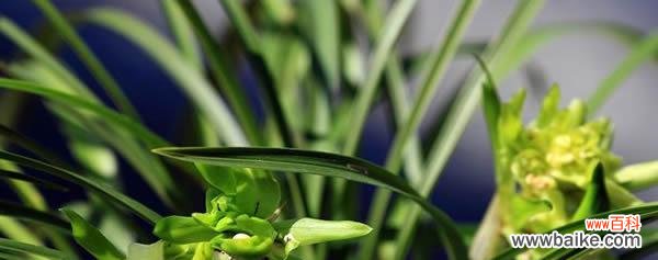 探究兰花的文化内涵 兰花的花语和寓意