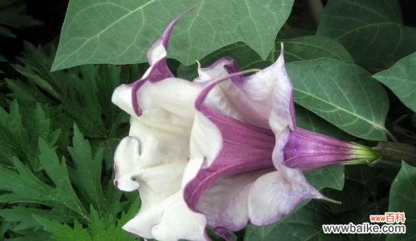 探秘曼陀罗的内涵与含义 曼陀罗的真正花语