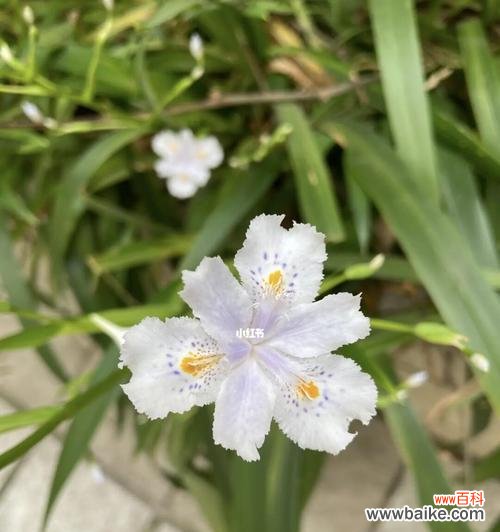 唤醒内心的感知力 大扁竹兰花语