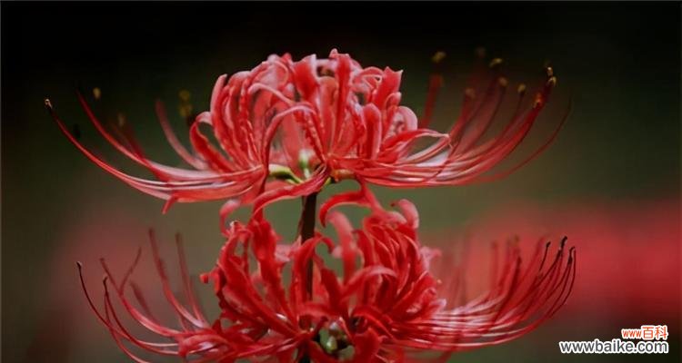 品味清雅之花,领悟生命之道 解读石蒜花的含义