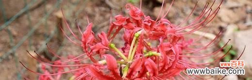 品味清雅之花,领悟生命之道 解读石蒜花的含义