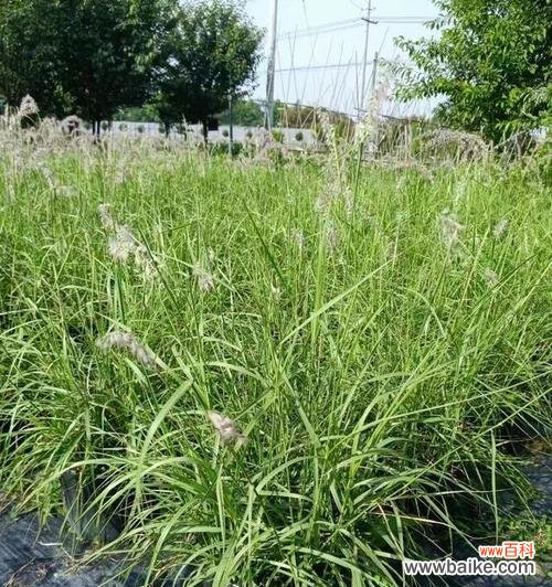 探究蒲苇草所代表的象征意义 蒲苇草的花语及寓意