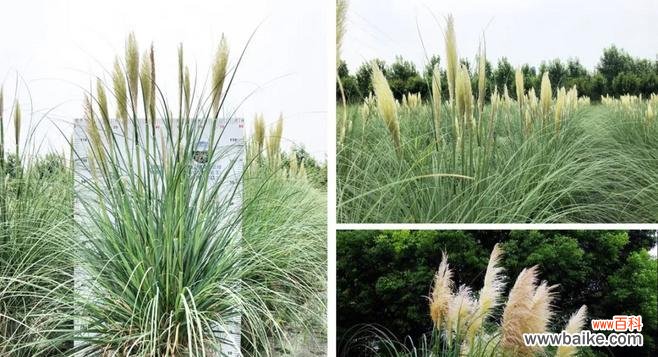 探究蒲苇草所代表的象征意义 蒲苇草的花语及寓意