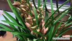 探寻大花蕙兰的意义与价值 大花蕙兰的花语