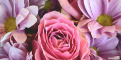 探寻玫瑰花背后的含义 粉色玫瑰花的意义剖析