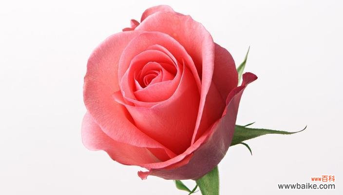 探寻玫瑰花背后的含义 粉色玫瑰花的意义剖析