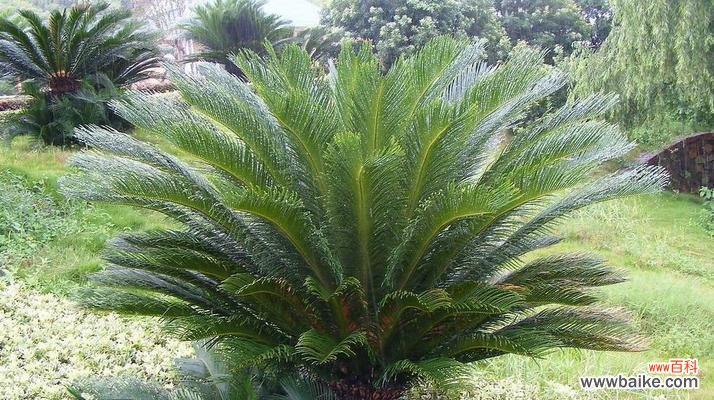 探寻铁树的象征意义 铁树的花语