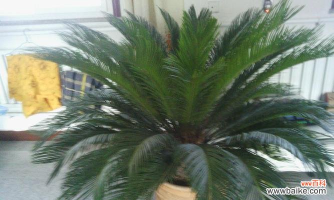 探寻铁树的象征意义 铁树的花语