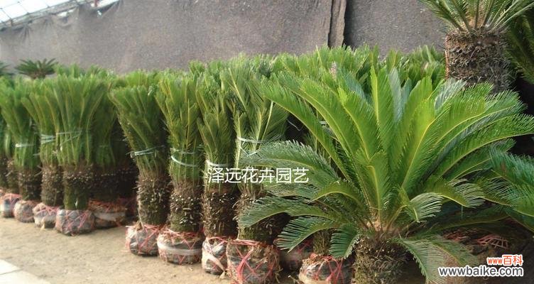 探寻铁树的象征意义 铁树的花语