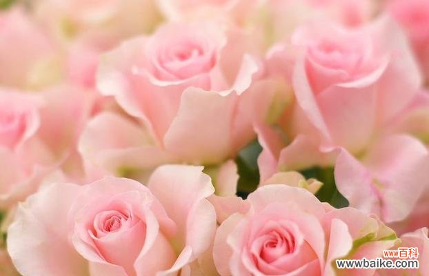 探究每朵代表意思,让你更懂得送花之道 11朵玫瑰花语解析