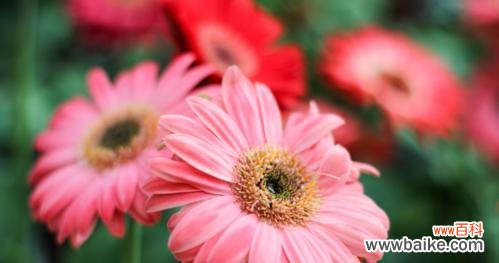 探究太阳花的寓意和花语 传递阳光的太阳花