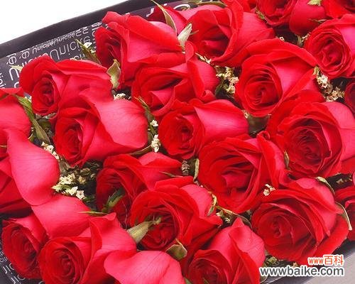 浪漫无比的爱情表白方式 33朵红玫瑰的花语