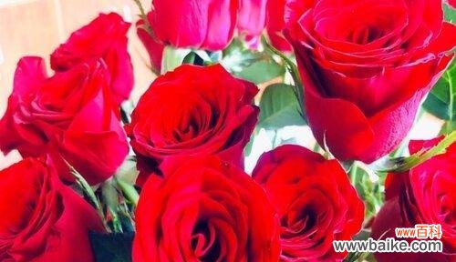 浪漫无比的爱情表白方式 33朵红玫瑰的花语