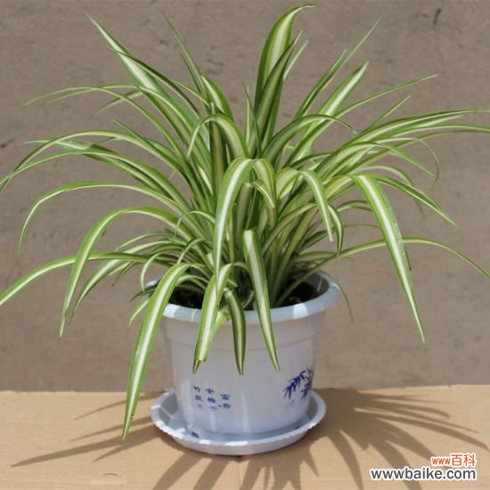 家中养什么花好?十大适合室内养殖的植物