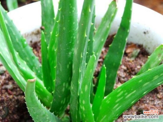 家中养什么花好?十大适合室内养殖的植物