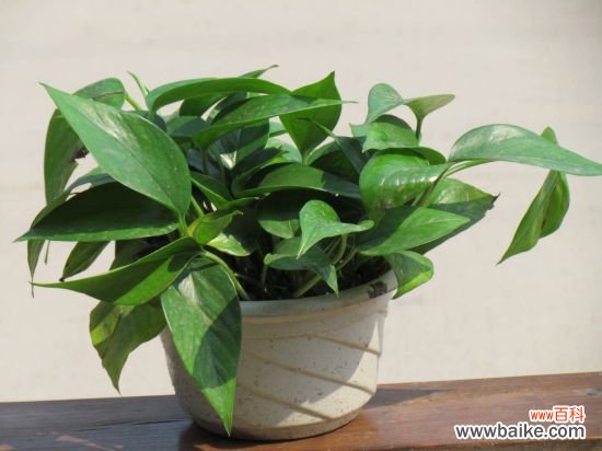 家中养什么花好?十大适合室内养殖的植物