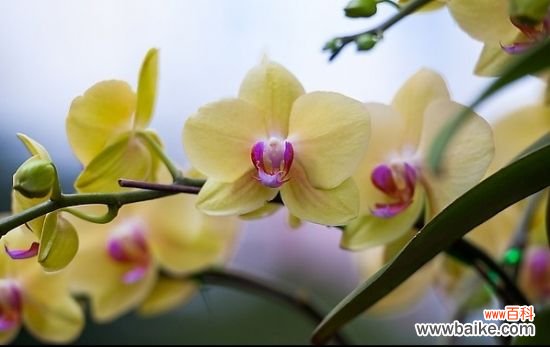 家中养什么花好?十大适合室内养殖的植物