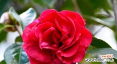 以花为象征的友谊 友谊长存的花——生命永恒的见证