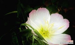 唯美的待霄草花语传递着对自由与希望的渴望 待霄草花语