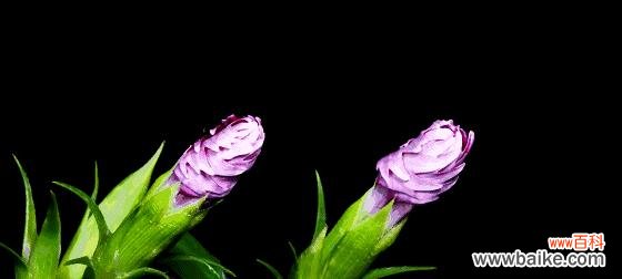 百合花 自负自恋尊敬的花