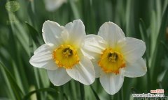 百合花 自负自恋尊敬的花