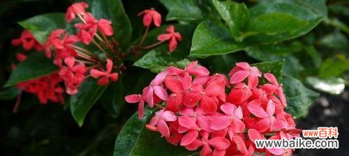 百合花 自负自恋尊敬的花