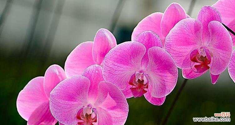 探究不同花卉代表的友谊之意 以代表友谊的花送什么