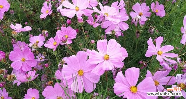 友谊花的种类与象征意义 以代表友谊的花为主题的文章